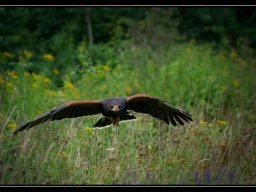 Landende arend